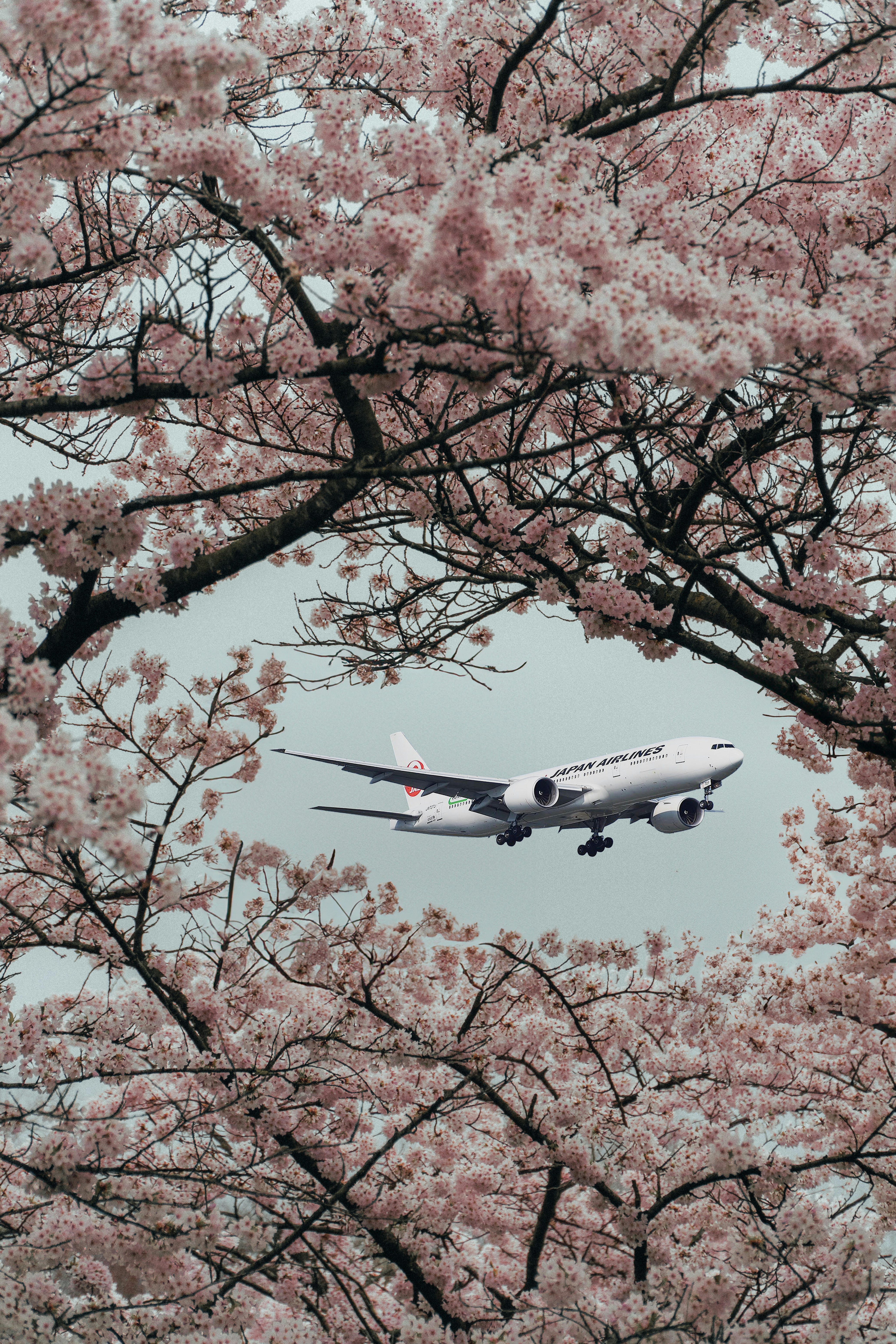 Japan Airlines Unleashes Business Class Reward Seats Available to Book with Qantas Points